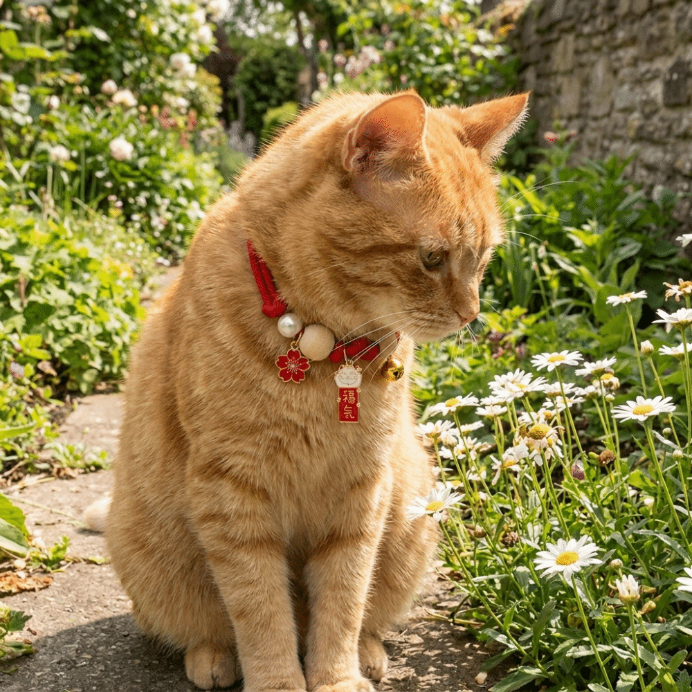 Fashion Adjustable Cat Flea Co - Ethnic Fashion Designers บทวิจารณ์และราคา